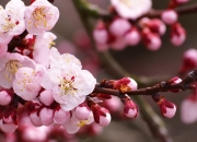 雷火电竞简介-加勒比海与爱尔兰的暴雨之间，恩佐如何改写命运的注脚