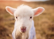 雷火电竞充值-双线狂飙！字母哥惊天逆转导演出雷霆跨洋复仇记—广东队领先18分遭史诗级翻盘