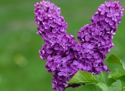 雷火电竞网址-当东方铁壁遭遇盐湖城风暴，福克斯用撕裂黑夜的表现宣告我可以