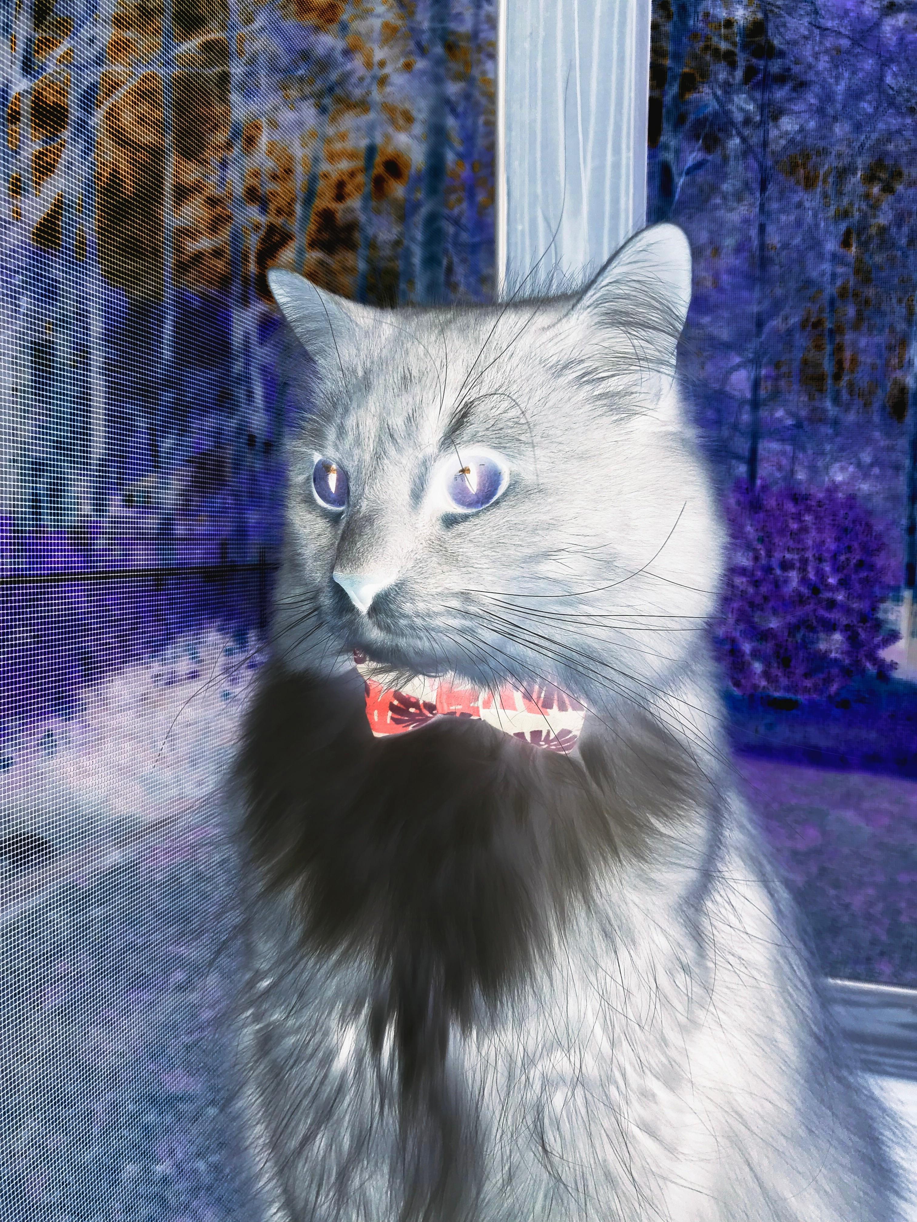 猎鹰之夜，浙江队如何将老鹰拖入绝境，福克斯成为破局者