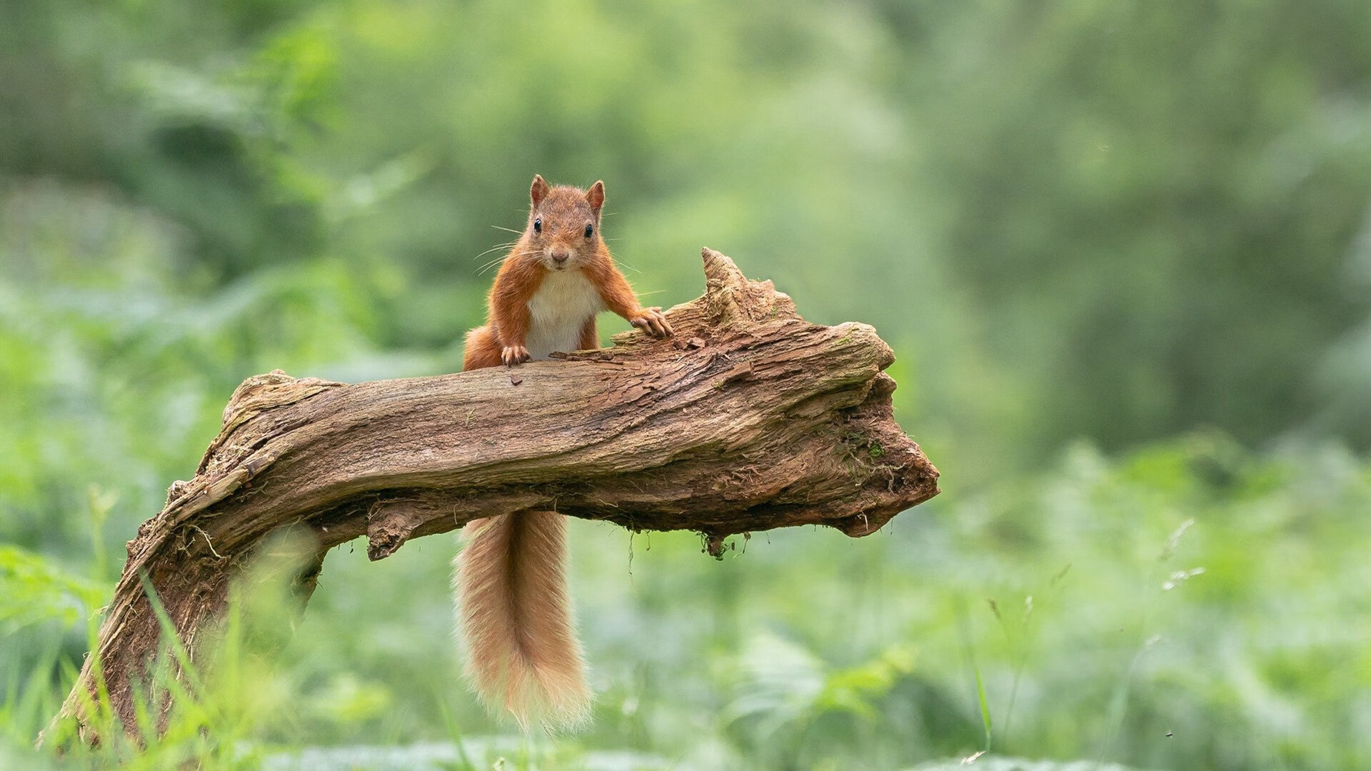 独自敲响雷霆的丧钟,小贾伦·杰克逊如何将可能性砌成必胜的墙